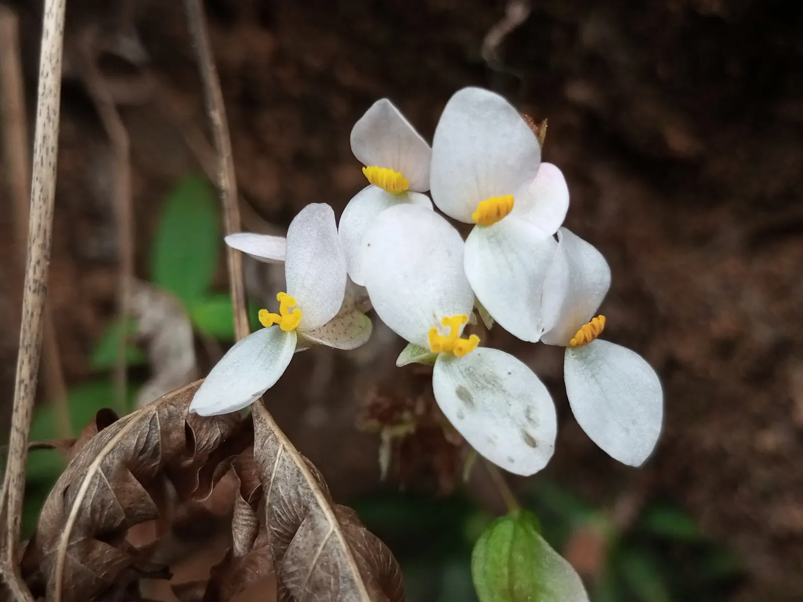 Rex Begonia — prized for its richly patterned