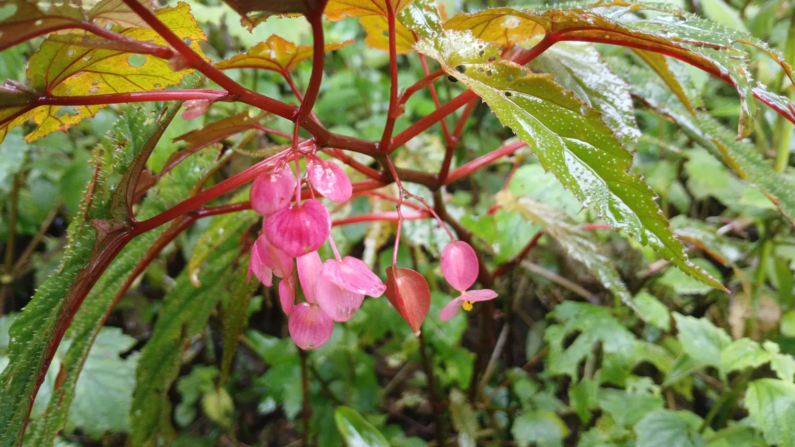 Rex Begonia — Grow in low to medium indirect light, average moisture, well-drained potting mix, and moderate humidity