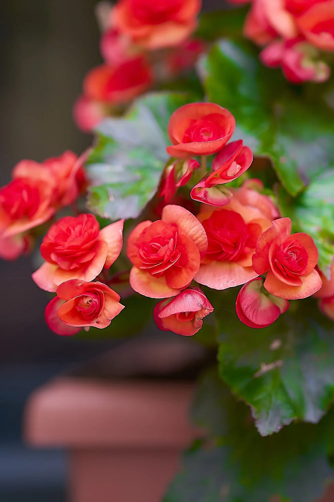 Rex Begonia — Hardy in USDA Zones 10-11