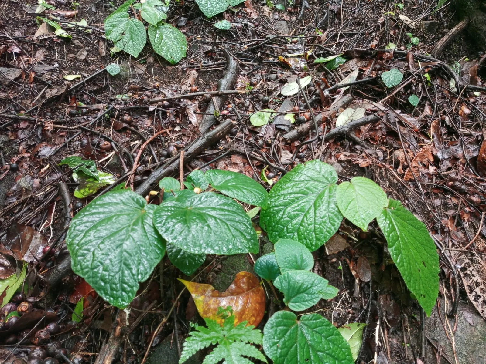 Rex Begonia — rainforest-inspired leaves