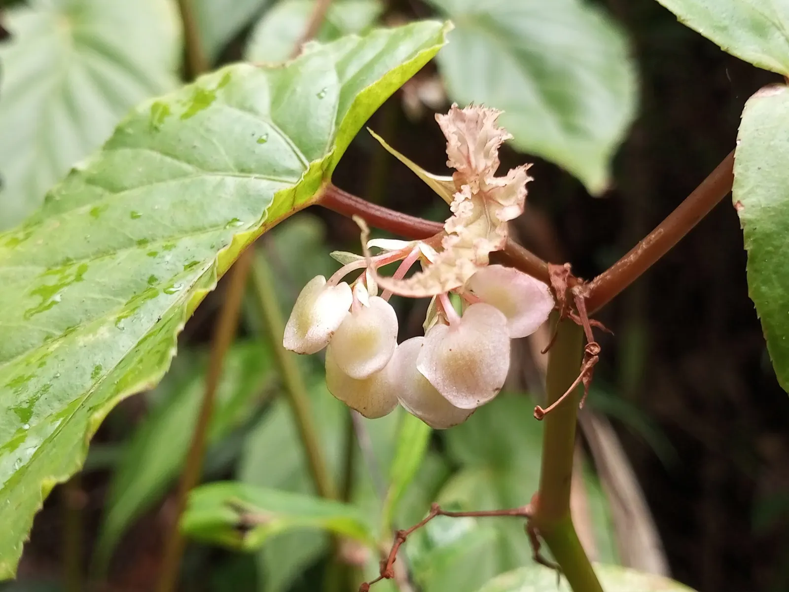 Rex Begonia — typically reaching 8 to 14 inches tall with a similarly refined presence in containers