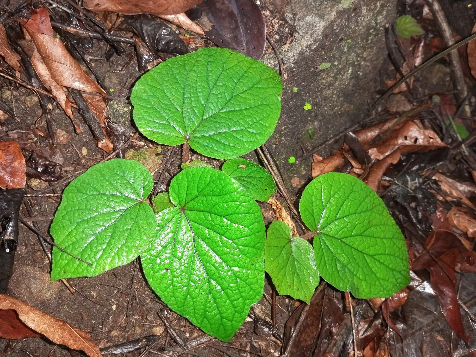 Rex Begonia — accented by red stems and veining
