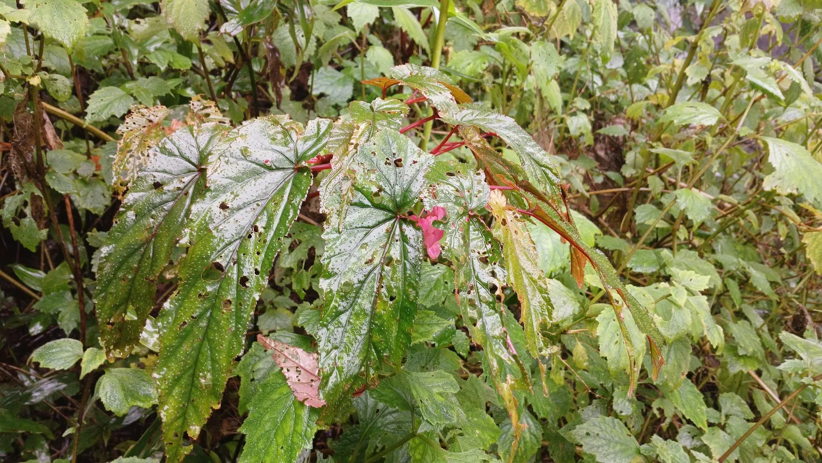 Rex Begonia — It matures to 8-14 inches tall and forms a compact clump