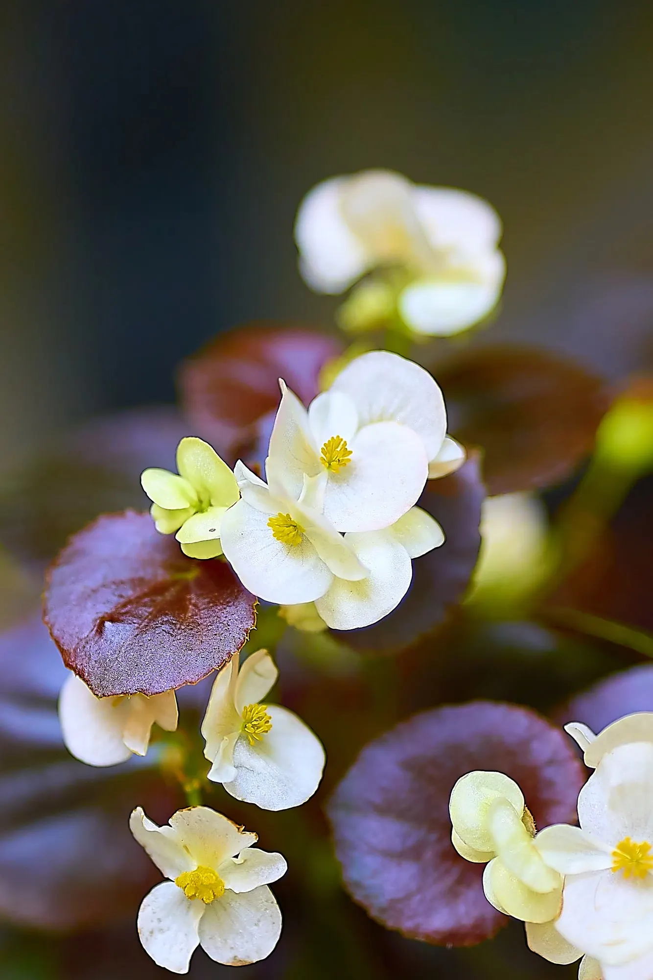 Rex Begonia — The Begonia 'African Jungle'