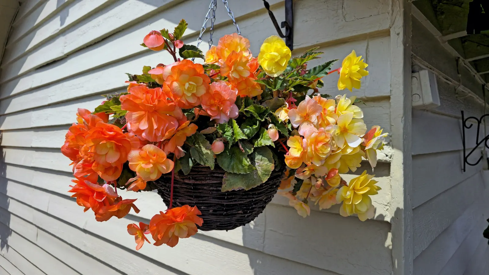 Rex Begonia — is an upright rex begonia with deeply serrated