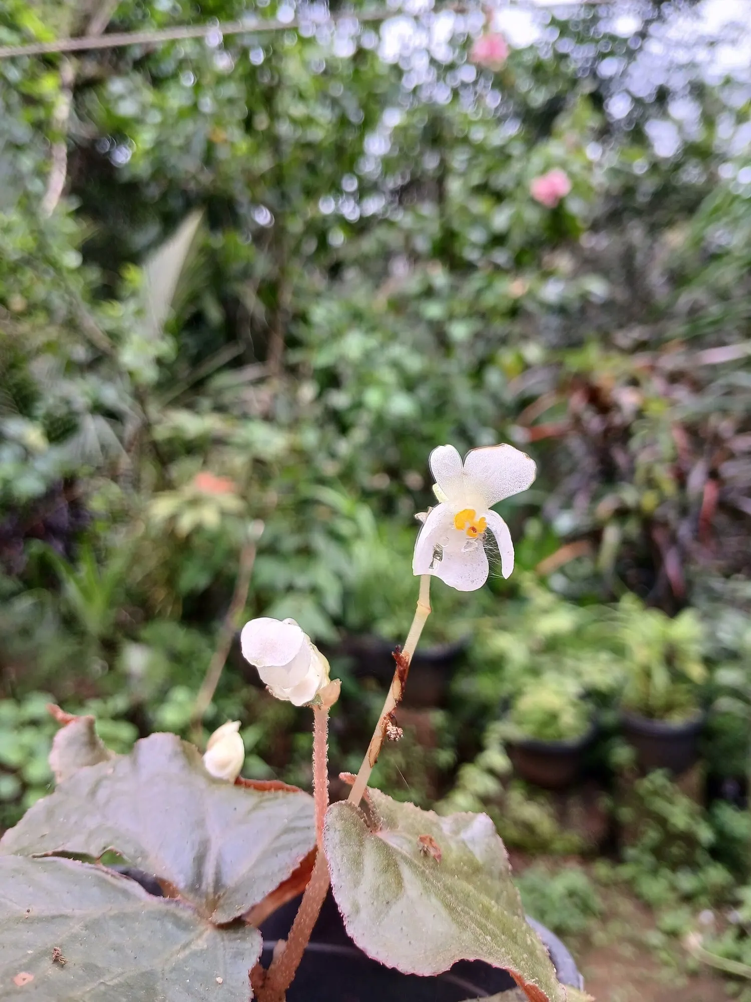 Rex Begonia — Each asymmetrical leaf is deeply serrated and beautifully layered with plum-to-purple centers