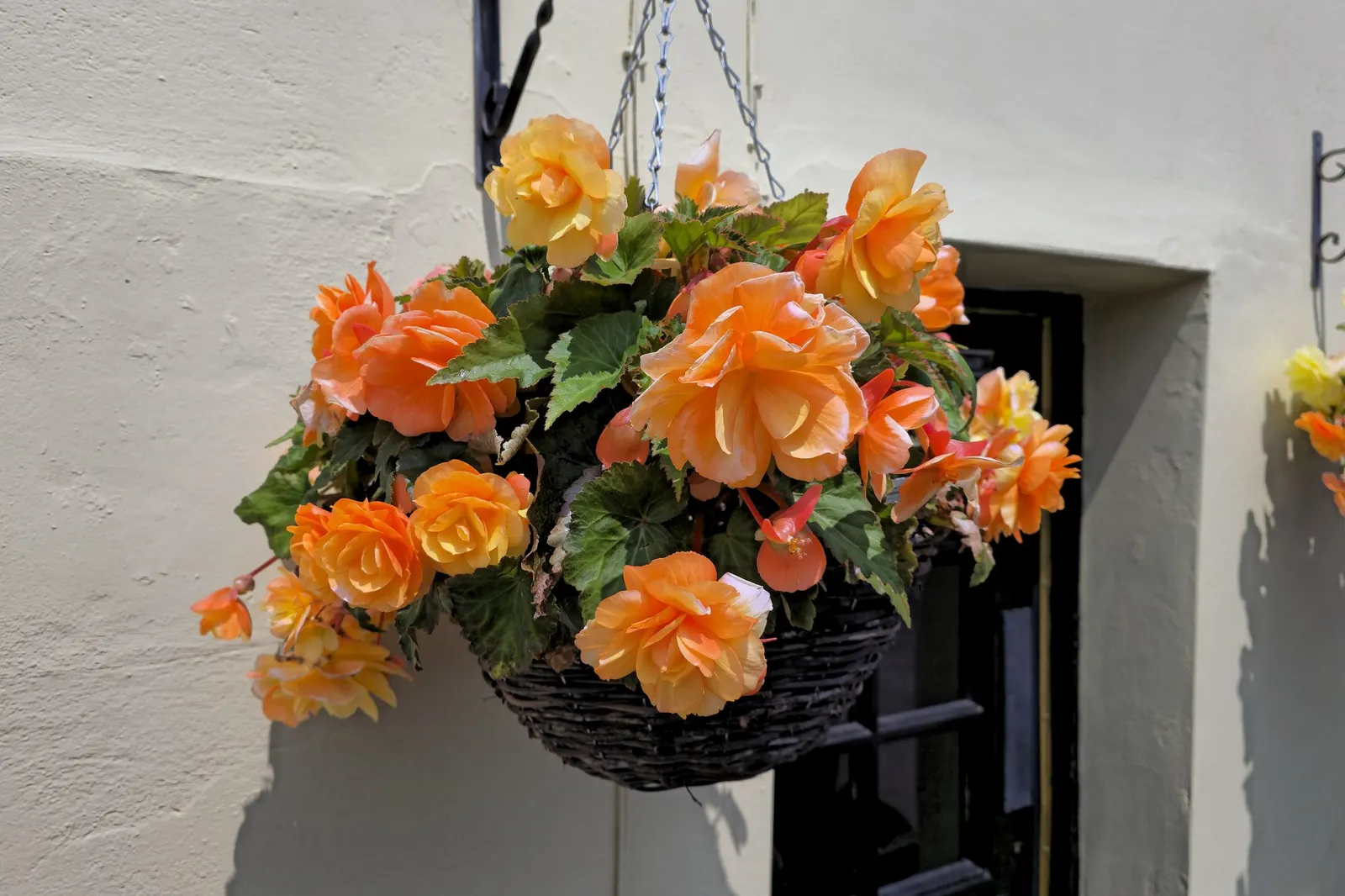 Rex Begonia — or Begonia 'African Jungle'