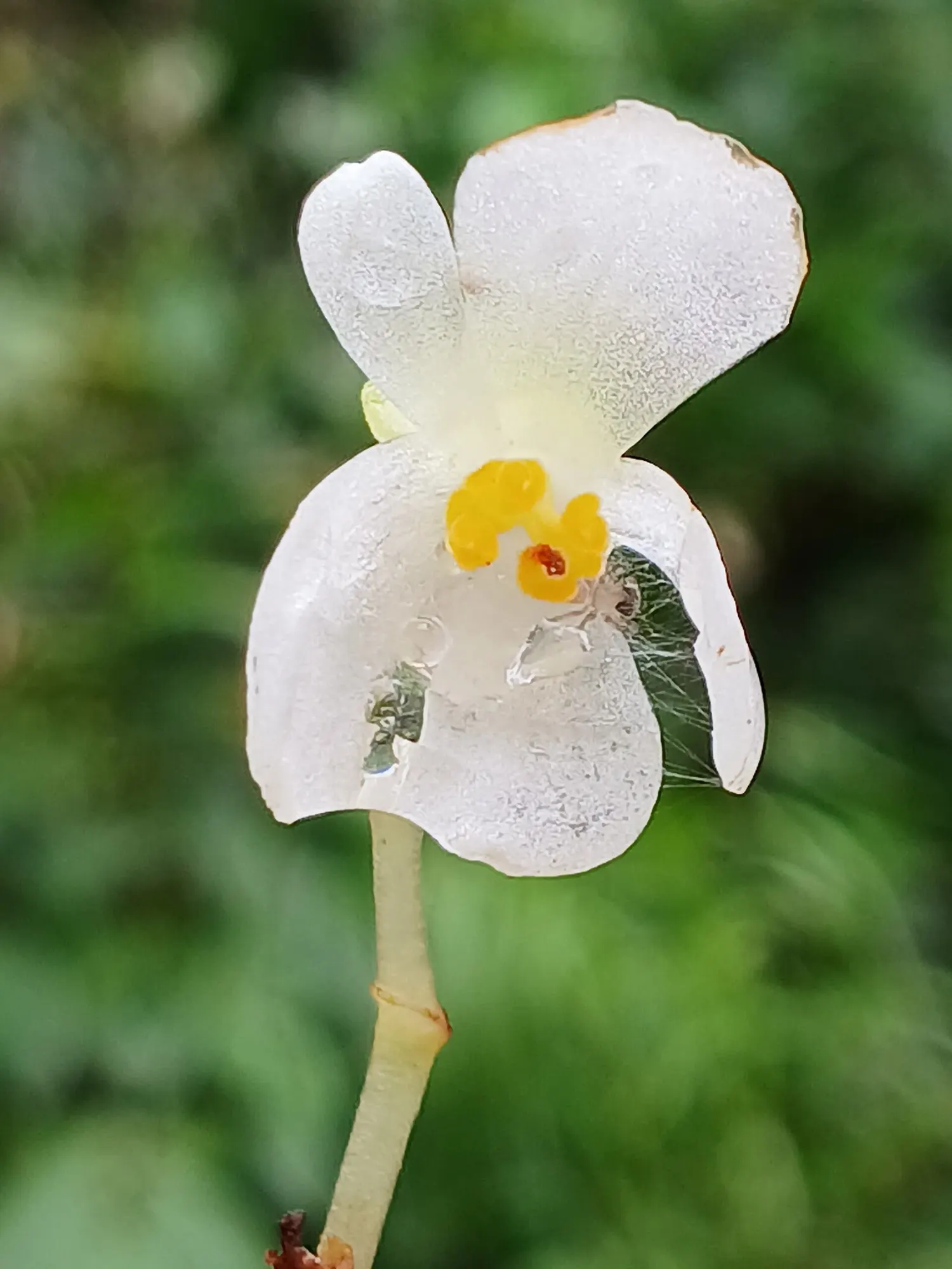 Rex Begonia — shimmering silver and lavender flashes
