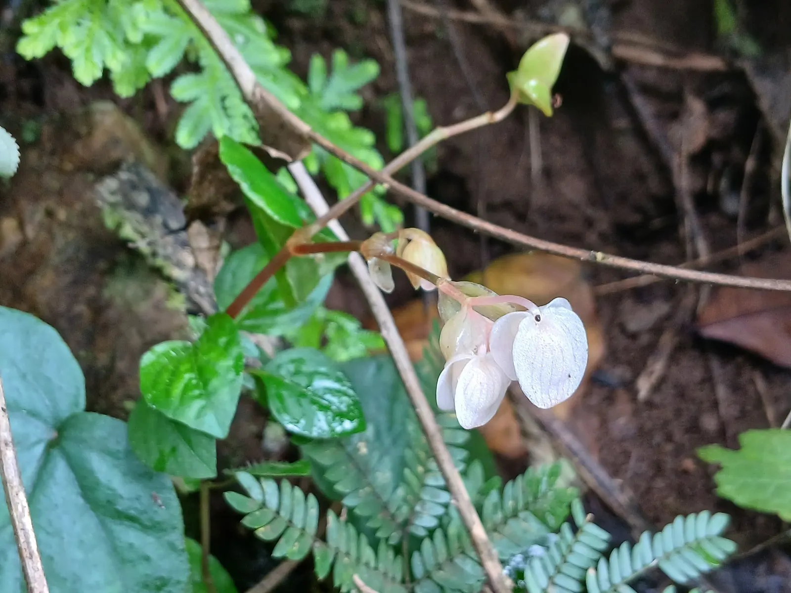 Rex Begonia — it is best enjoyed indoors in most climates