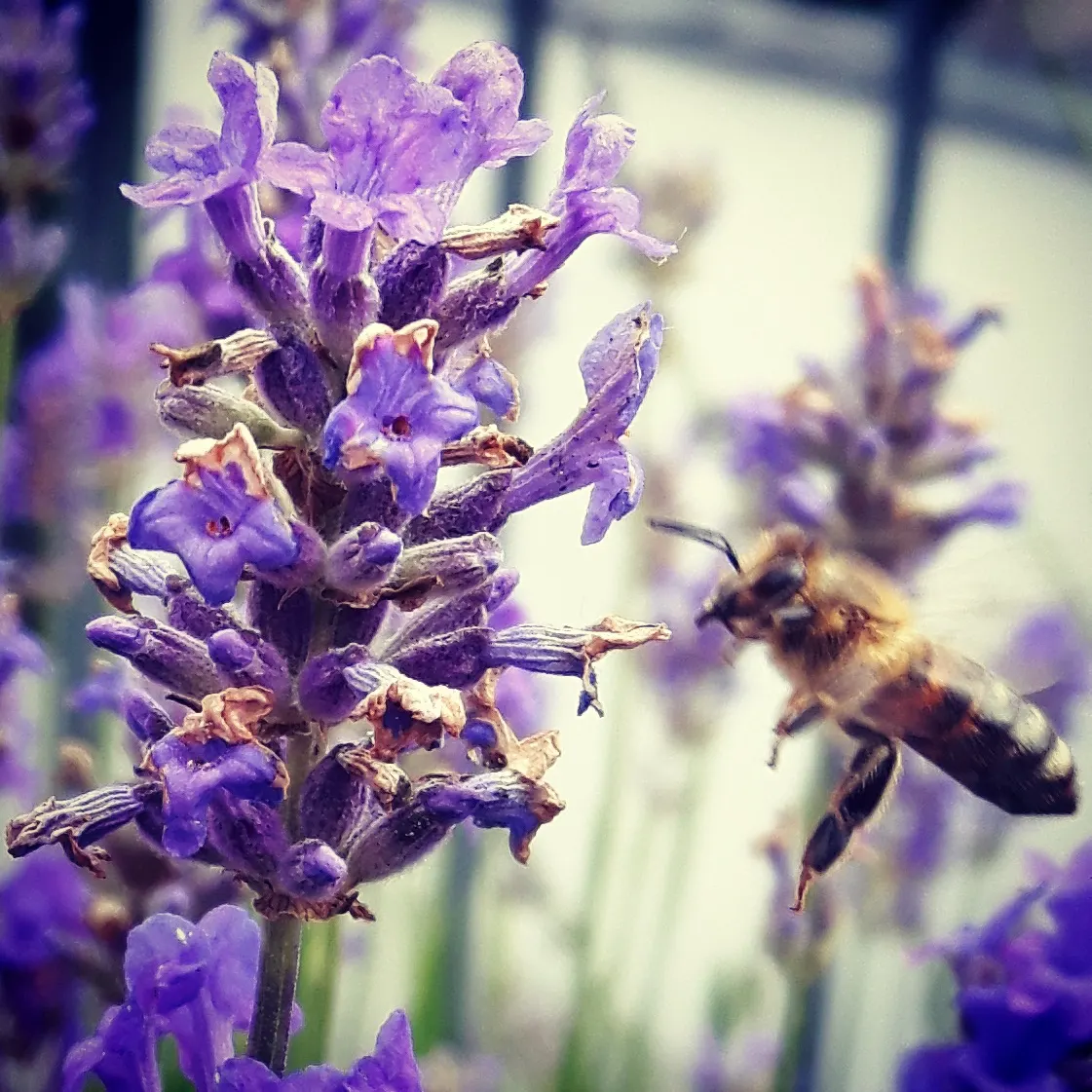 Lavender, Lavandin (Lavandula X Intermedia) — This aromatic perennial is prized for its larger size and higher oil content; its fragrant leaves can also be