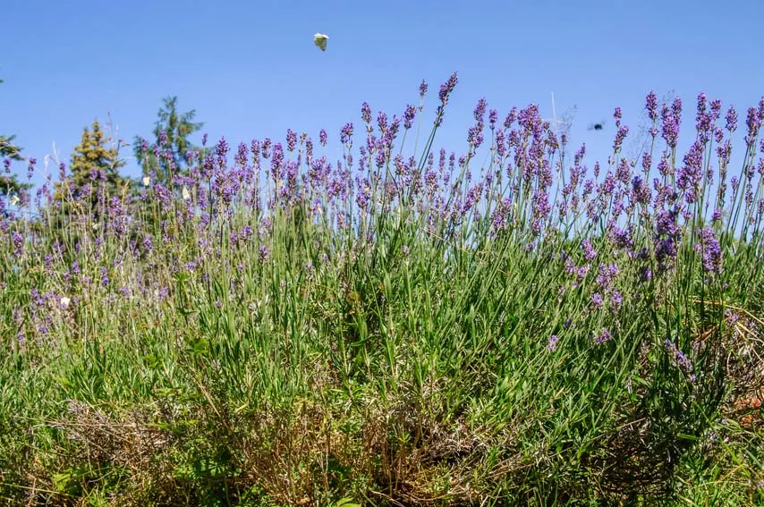 Lavender, Lavandin (Lavandula X Intermedia) — is a robust hybrid between English and Portuguese lavenders; lavandin forms a mound of silvery-green, image 74