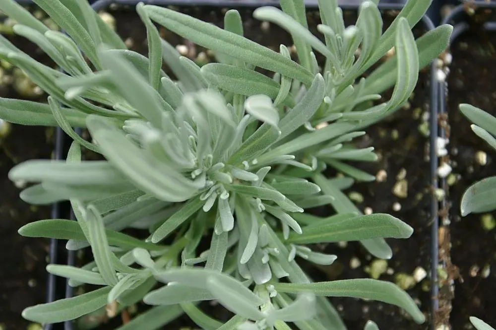 Lavender, Lavandin (Lavandula X Intermedia) — extending above the foliage; is a robust hybrid combining the best traits of its parents, image 60