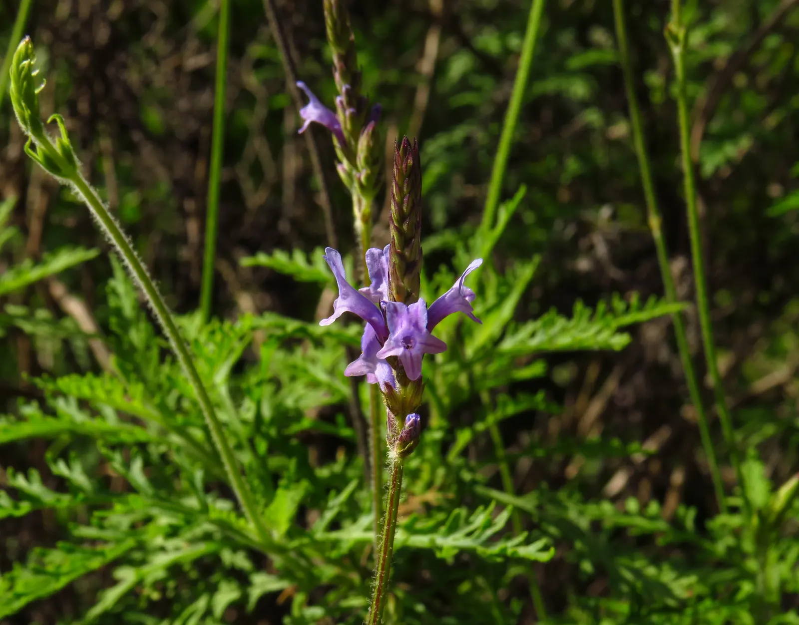Lavender, Lavandin (Lavandula X Intermedia) — extending above the foliage