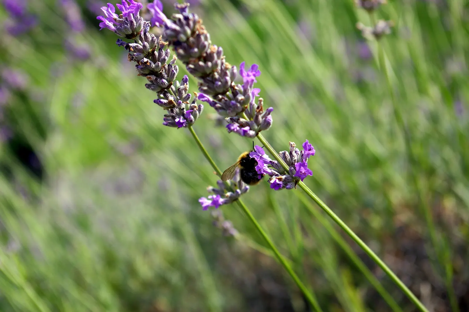 Lavender, Lavandin (Lavandula X Intermedia) — is a robust hybrid between English and Portuguese lavenders