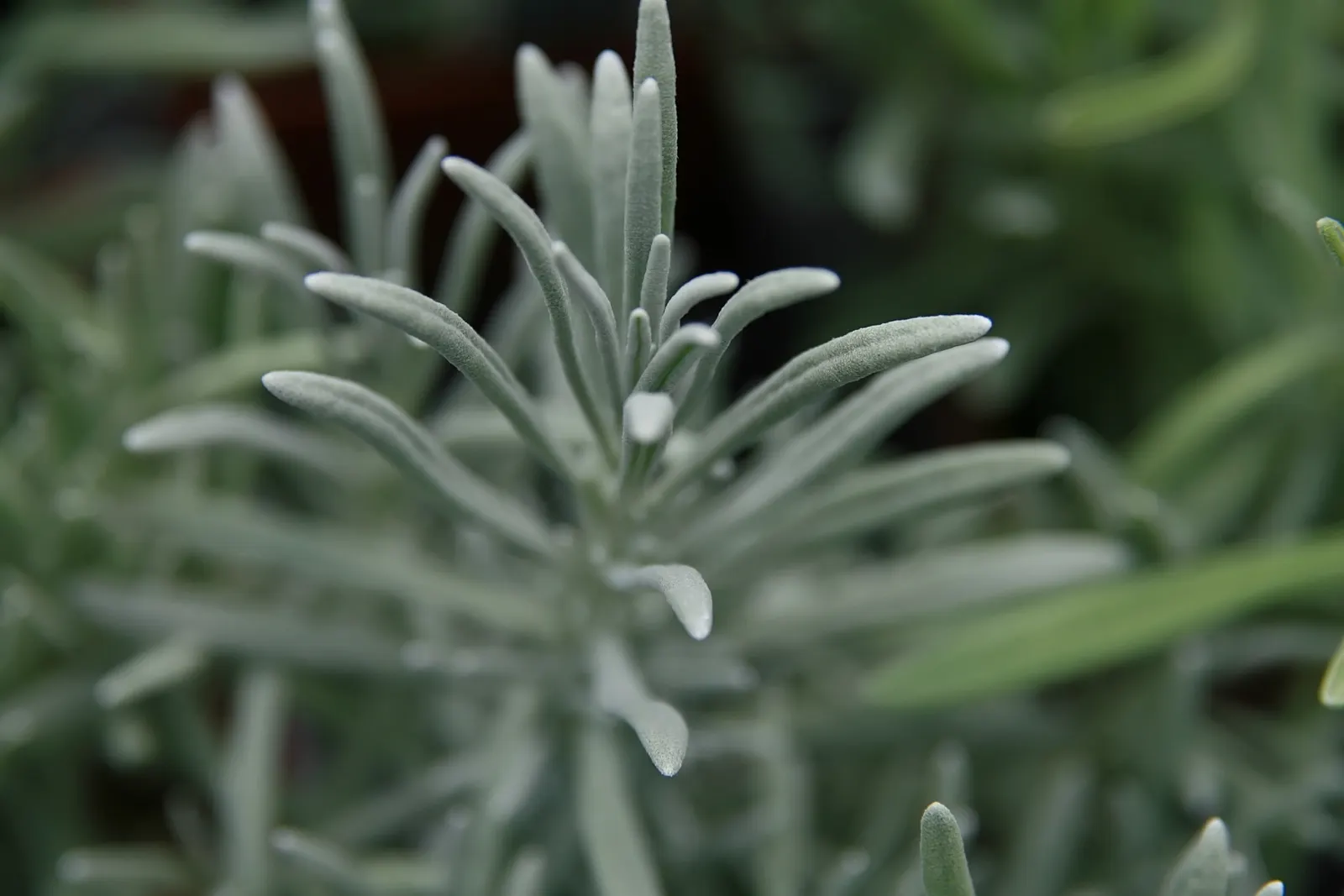 Lavender, Lavandin (Lavandula X Intermedia) — from aromatherapy to culinary; as poor drainage can lead to root rot, image 68