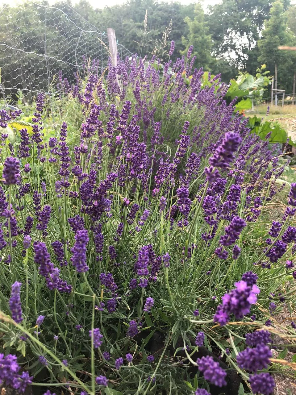 Lavender, Lavandin (Lavandula X Intermedia) — commonly known as Lavandin; it's adorned with aromatic, image 49