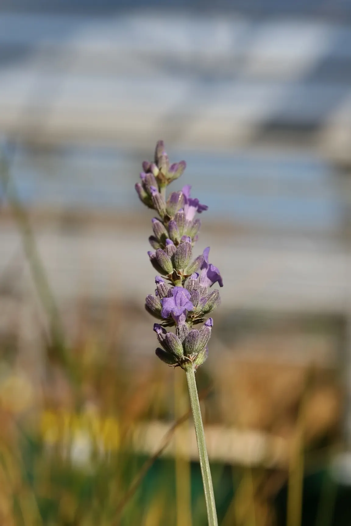 Lavender, Lavandin (Lavandula X Intermedia) — silvery-gray foliage and crowned with violet-blue flower spikes