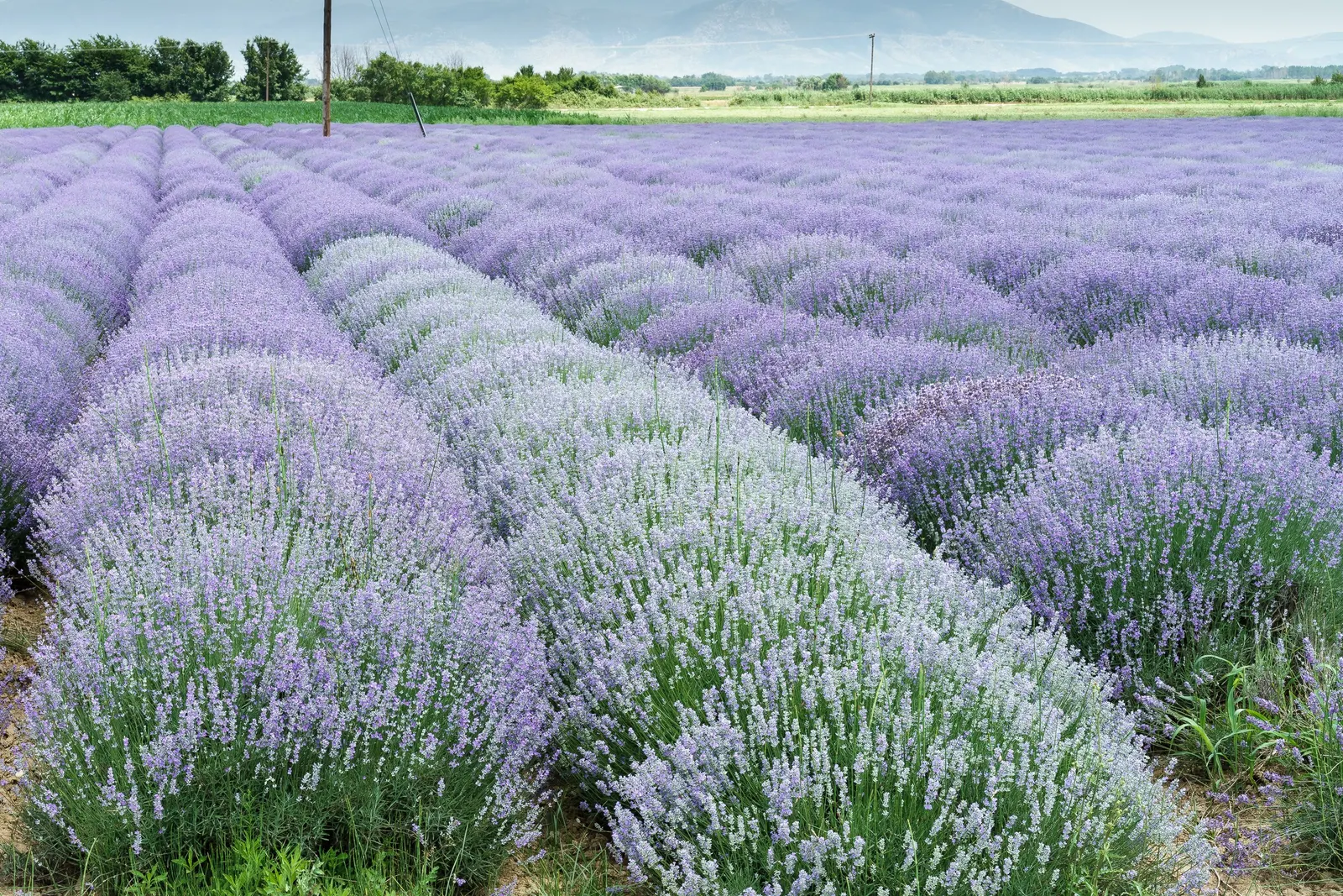 Lavender, Lavandin (Lavandula X Intermedia) — is a robust hybrid between English and Portuguese lavenders; lavandin forms a mound of silvery-green foliage