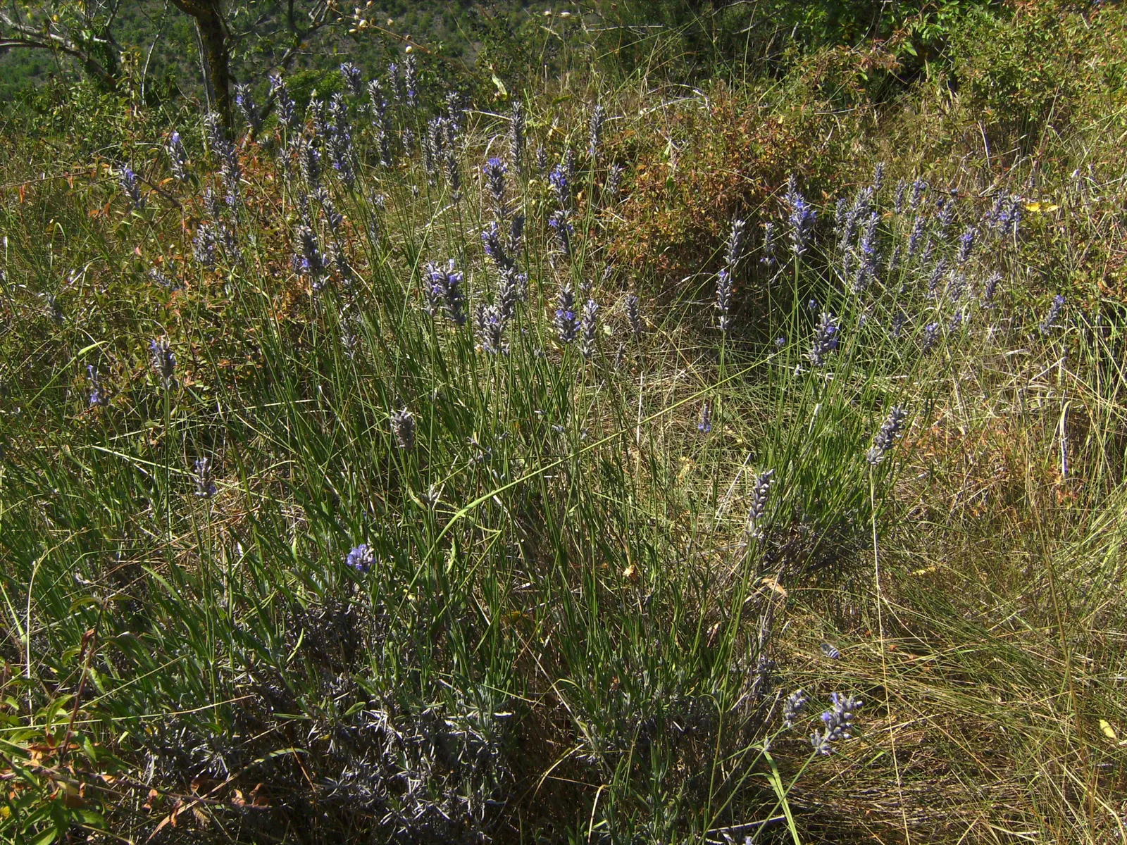Lavender, Lavandin (Lavandula X Intermedia) — elegant stems up to 24 inches