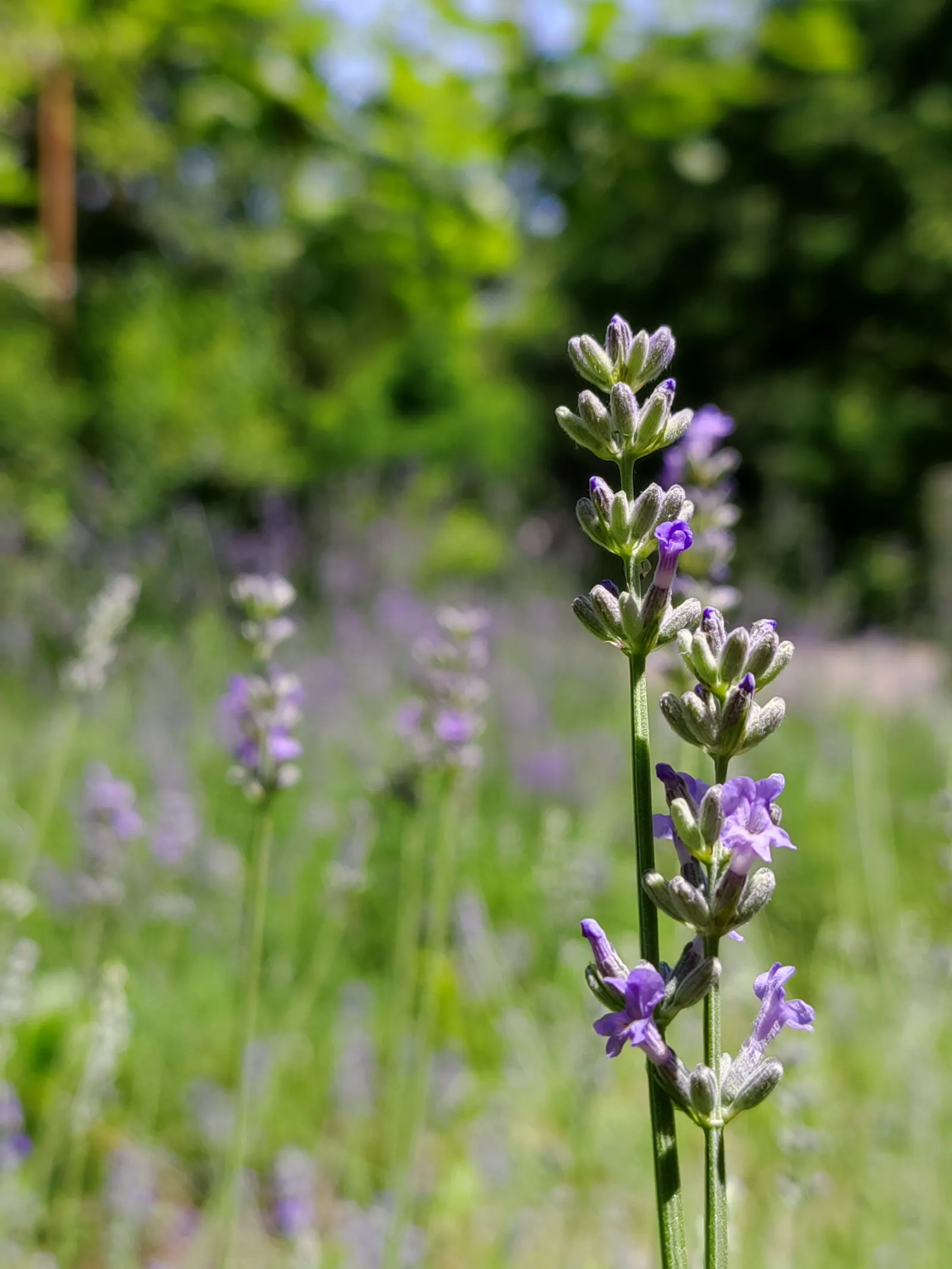 Lavender, Lavandin (Lavandula X Intermedia) — As an evergreen shrub in milder climates, Lavandin adds year-round structure to a landscape; elegant stems up to