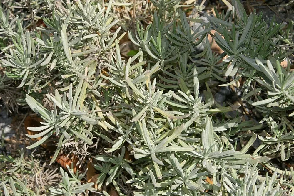 Lavender, Lavandin (Lavandula X Intermedia) — silvery-gray foliage and crowned with violet-blue flower spikes; lavandin attracts bees and, image 53