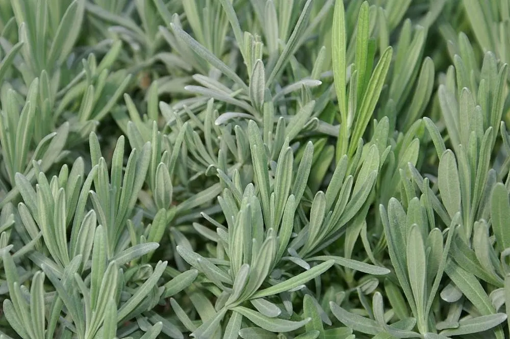 Lavender, Lavandin (Lavandula X Intermedia) — elegant stems up to 24 inches; as an evergreen shrub in milder climates, Lavandin adds year-round, image 75