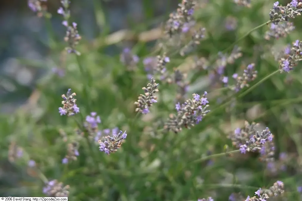 Lavender, Lavandin (Lavandula X Intermedia) — Ideal for borders and aromatic gardens; lavender and purple flowers in the garden