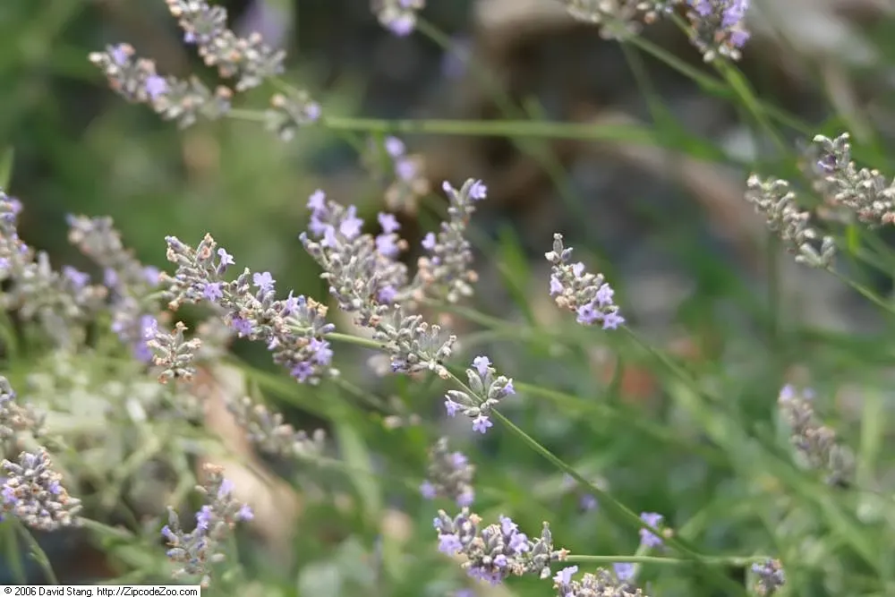 Lavender, Lavandin (Lavandula X Intermedia) — bear dense spikes of fragrant purple flowers that bloom from mid to late summer; ensure it is planted in