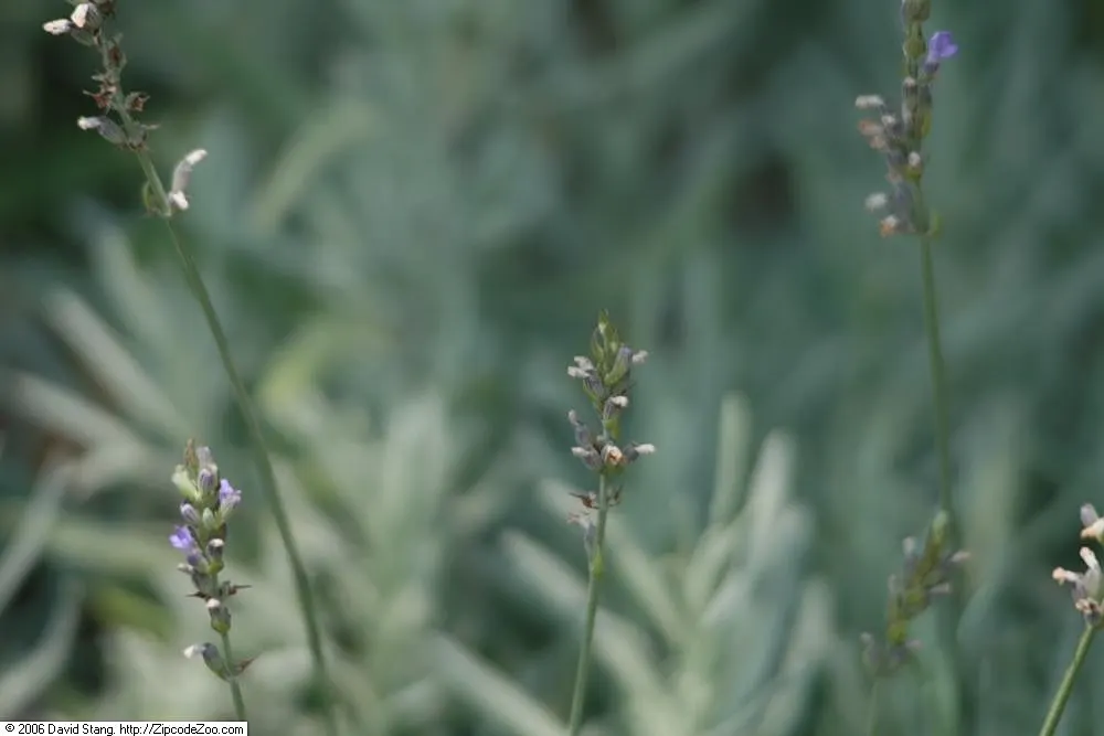 Lavender, Lavandin (Lavandula X Intermedia) — Lavandin forms a mound of silvery-green foliage