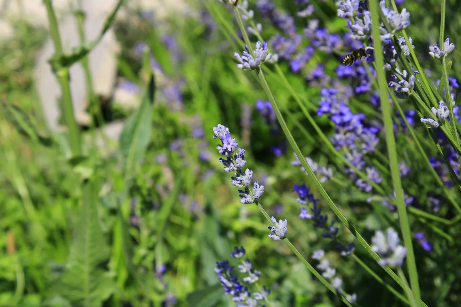 Lavender, Lavandin (Lavandula X Intermedia) — The blooms are beloved by bees and butterflies; shrub with lavender and purple blooms, image 86