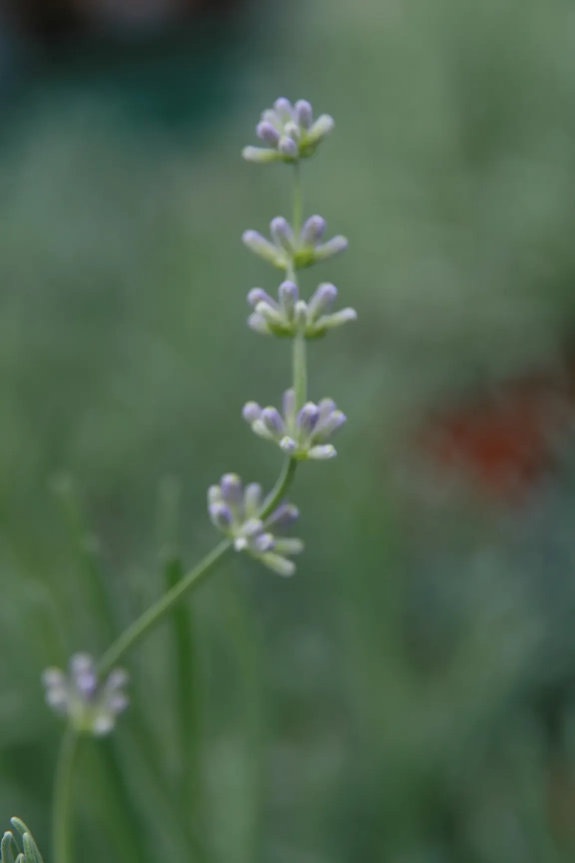 Lavender, Lavandin (Lavandula X Intermedia) — This aromatic perennial is prized for its larger size and higher oil content; its fragrant leaves can, image 82