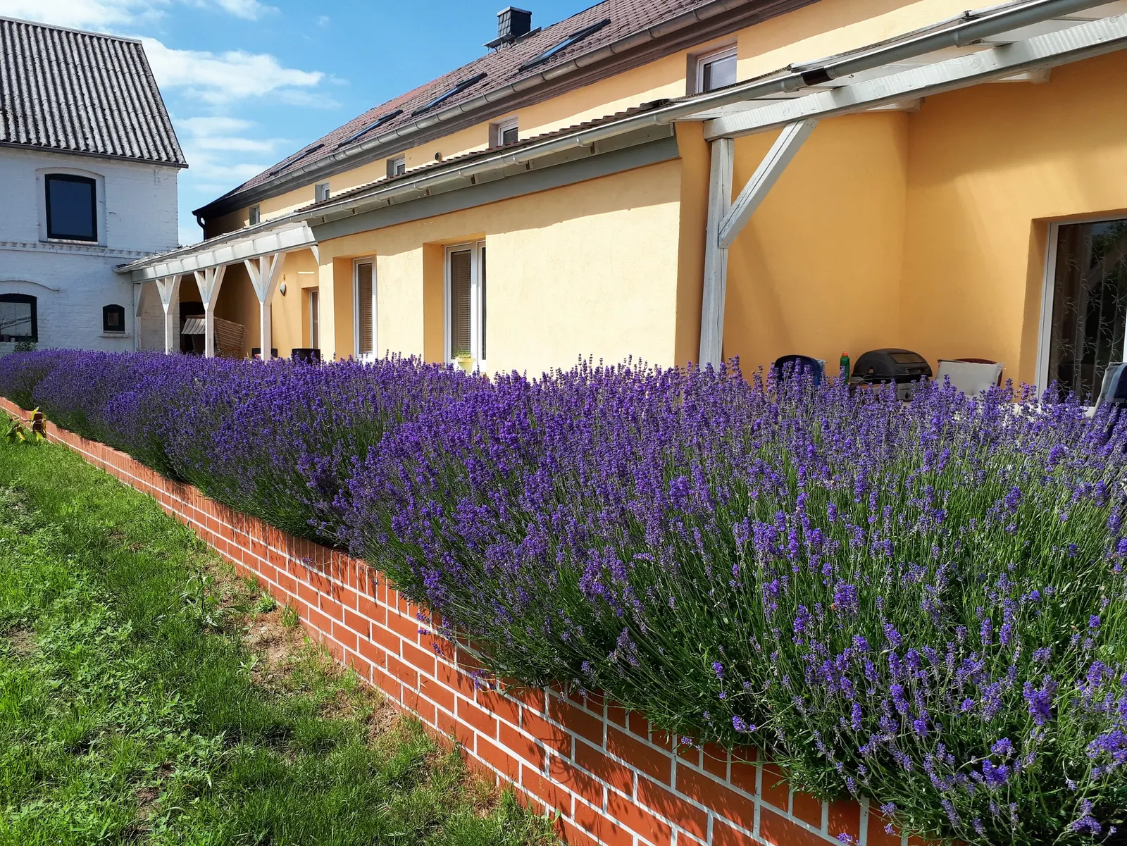 Lavender, Lavandin (Lavandula X Intermedia) — shrub for full
