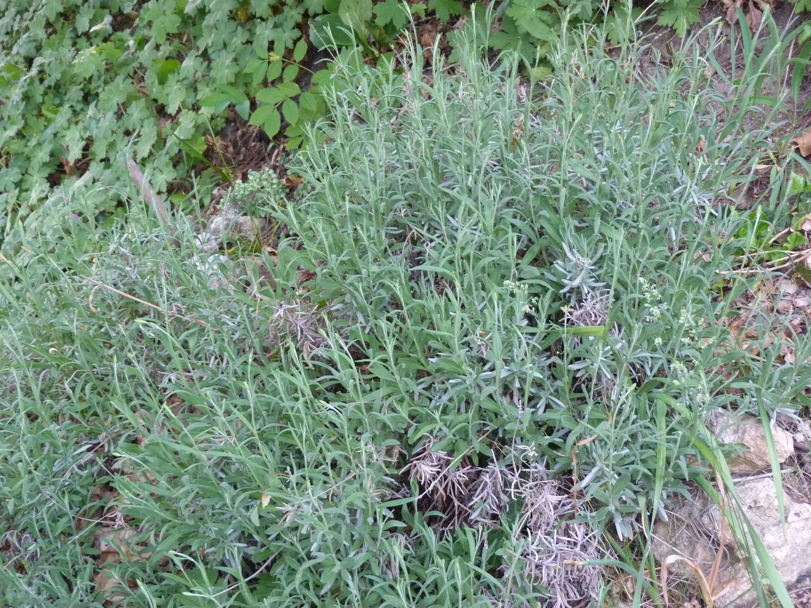 Lavender, Lavandin (Lavandula X Intermedia) — Ensure it is planted in well-drained soil with neutral to slightly alkaline pH; bear dense spikes of fragrant