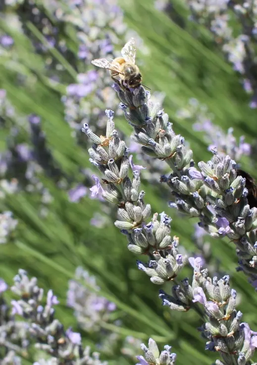 Lavender, Lavandin (Lavandula X Intermedia) — This sun-loving perennial thrives in well-drained soil, requiring minimal water once established; preferring full