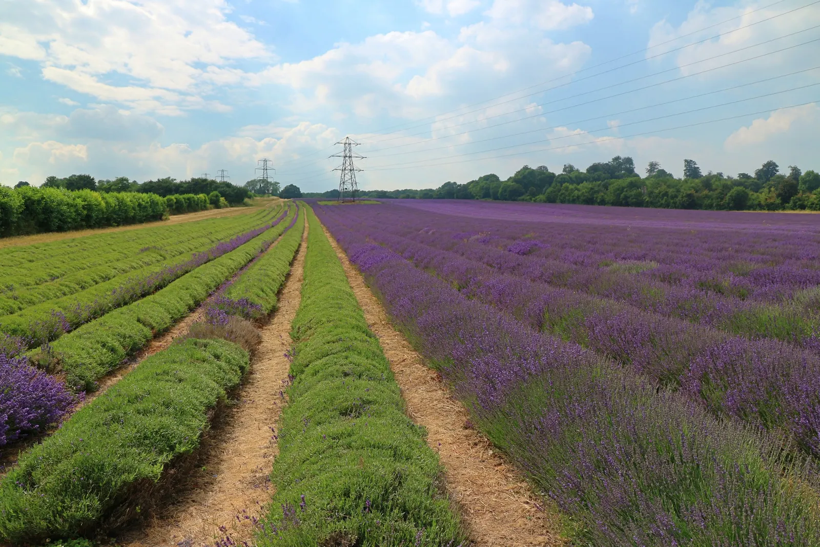 Lavender, Lavandin (Lavandula X Intermedia) — The blooms are beloved by bees and butterflies; shrub with lavender and purple blooms, image 62