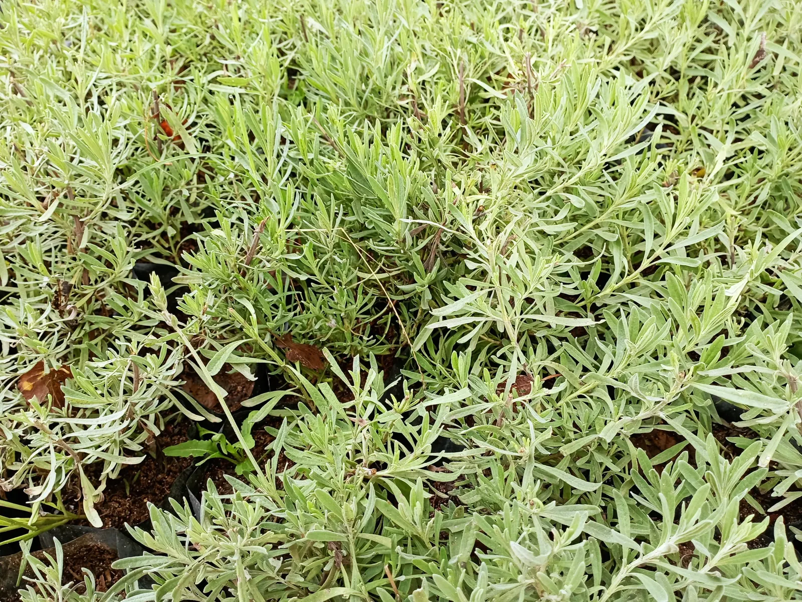Lavender, Lavandin (Lavandula X Intermedia) — it's adorned with aromatic