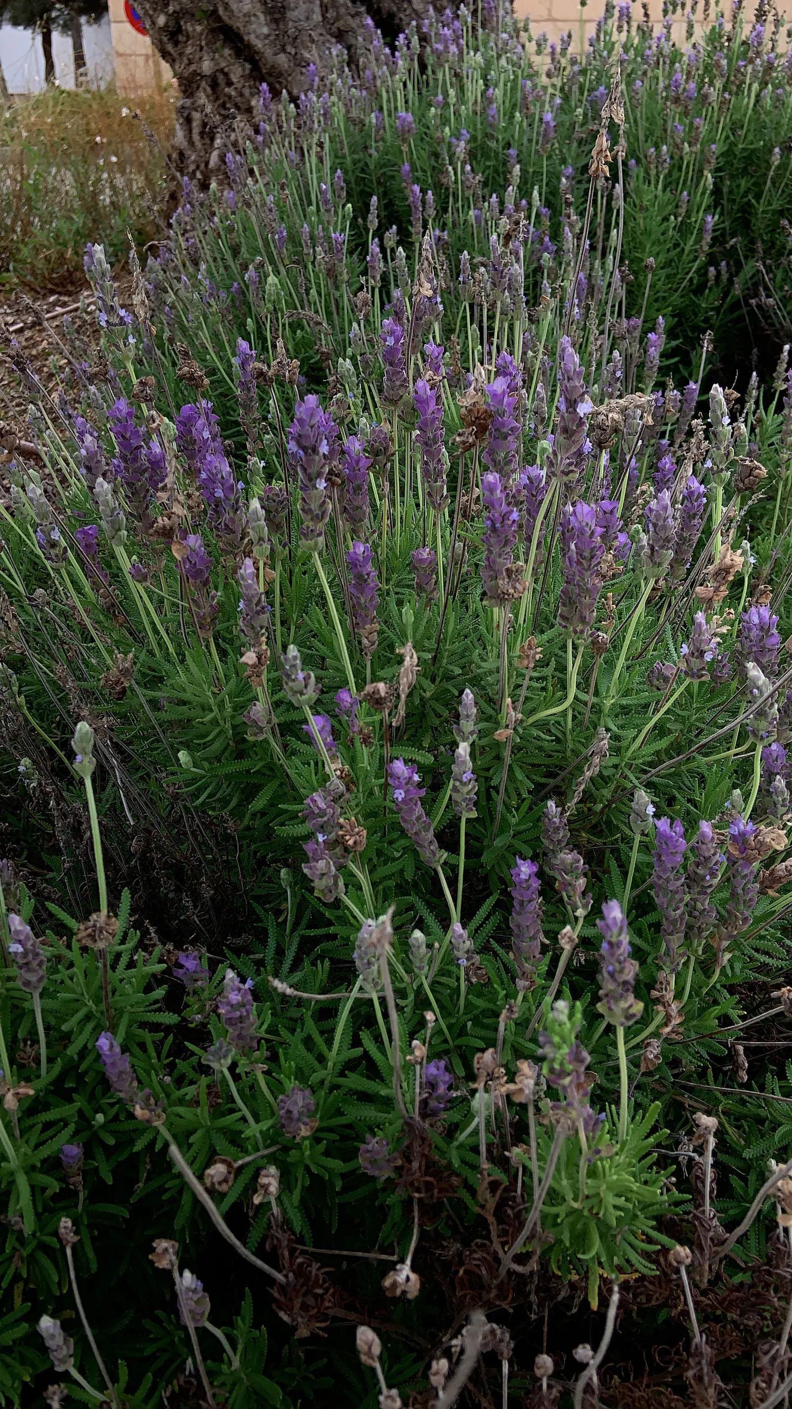 Lavender, Lavandin (Lavandula X Intermedia) — it's adorned with aromatic; commonly known as Lavandin, image 76