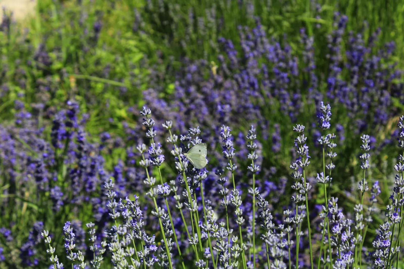 Lavender, Lavandin (Lavandula X Intermedia) — lavender and purple flowers in the garden