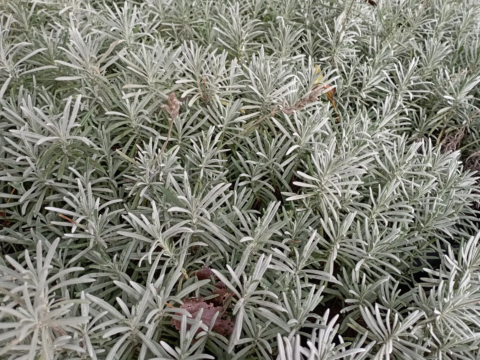 Lavender, Lavandin (Lavandula X Intermedia) — This aromatic perennial is prized for its larger size and higher oil content; its fragrant leaves can, image 58