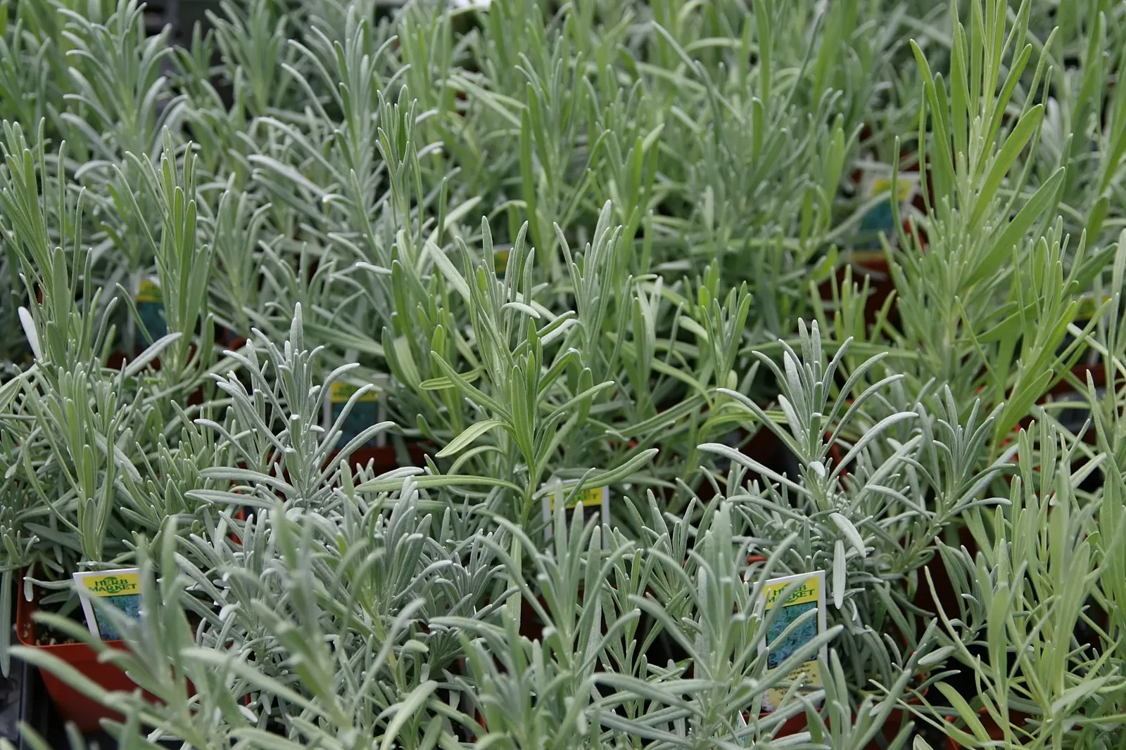 Lavender, Lavandin (Lavandula X Intermedia) — is a robust hybrid combining the best traits of its parents; extending above the foliage, image 81