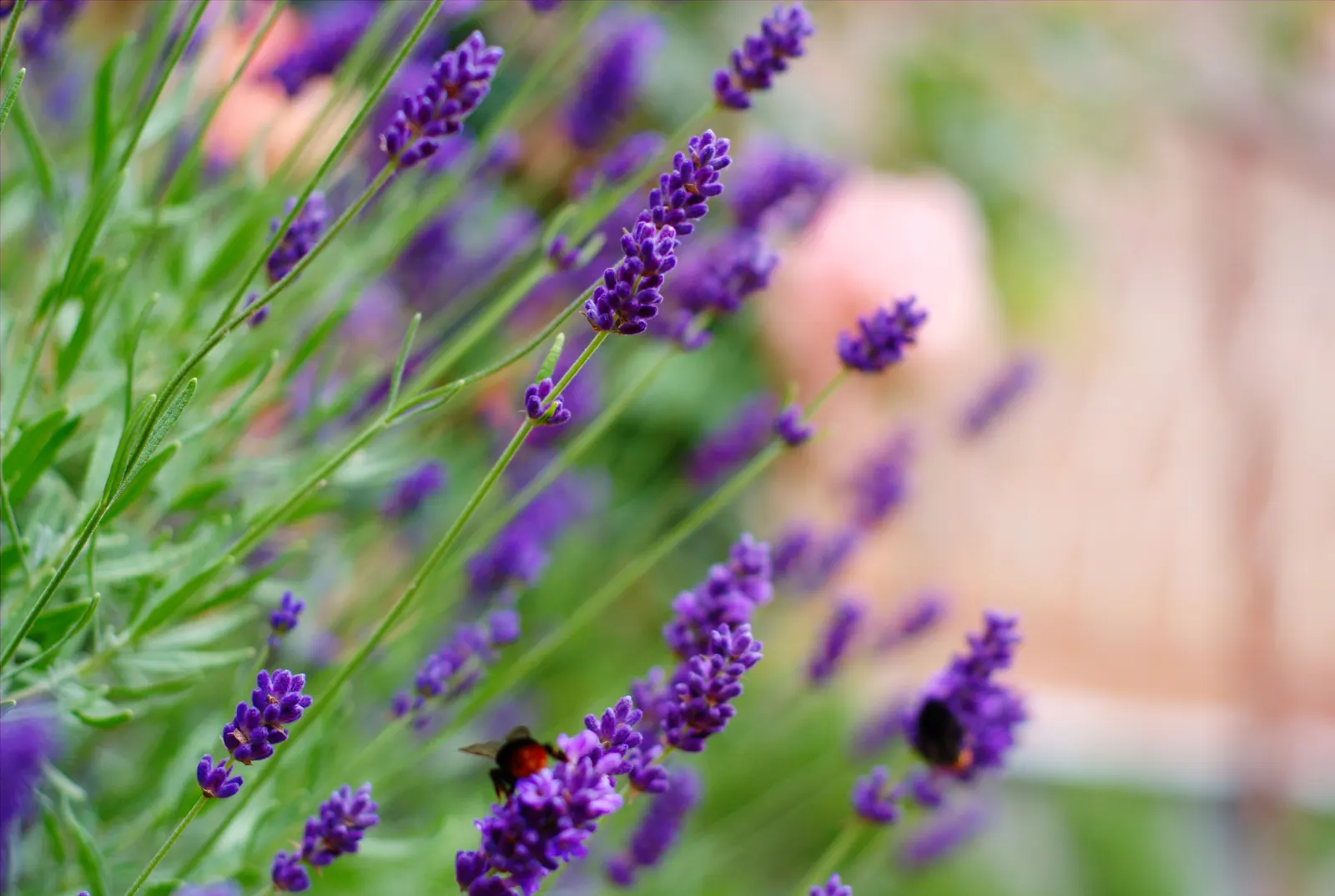 Lavender, Lavandin (Lavandula X Intermedia) — preferring full sun exposure to produce its best flower display