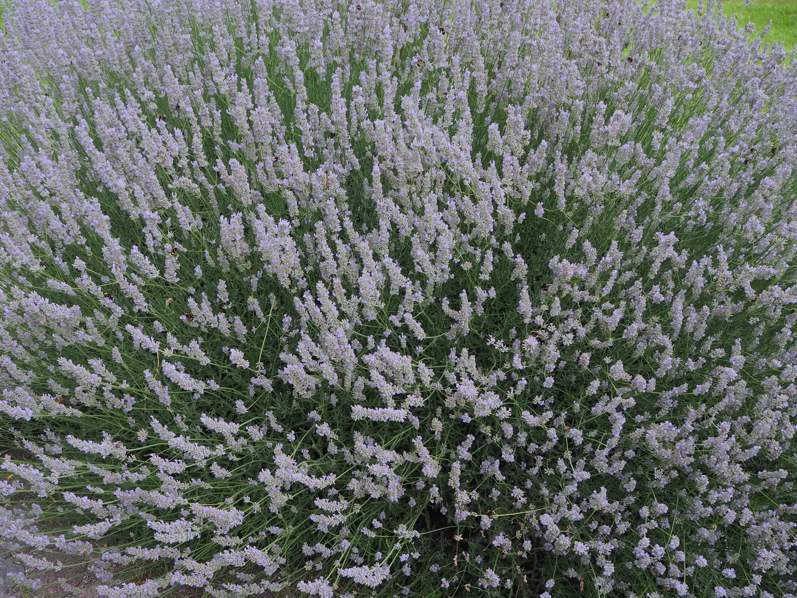 Lavender, Lavandin (Lavandula X Intermedia) — from aromatherapy to culinary