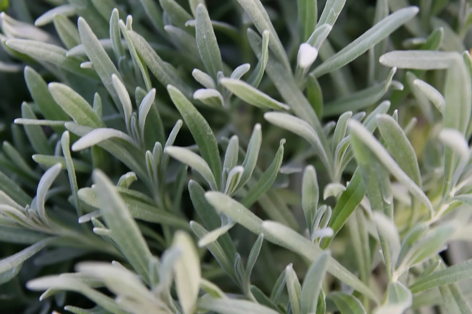 Lavender, Lavandin (Lavandula X Intermedia) — from aromatherapy to culinary; as poor drainage can lead to root rot