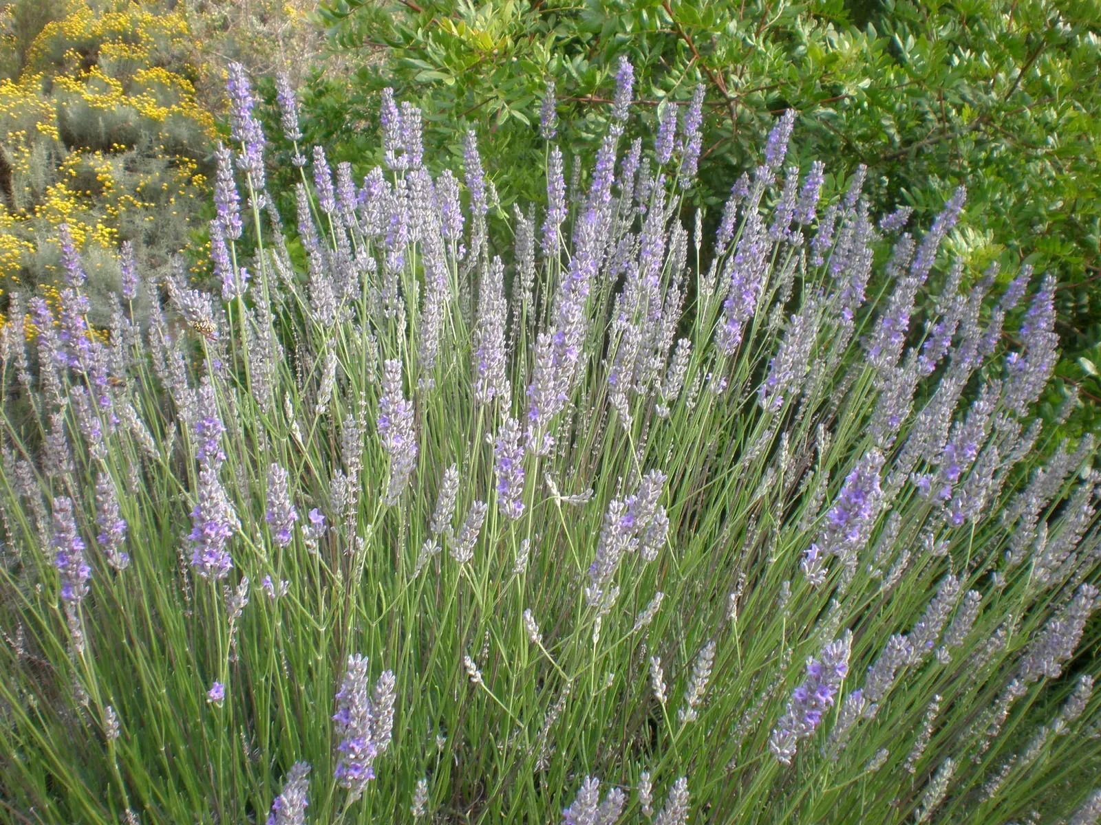 Lavender, Lavandin (Lavandula X Intermedia) — commonly known as Lavandin; it's adorned with aromatic