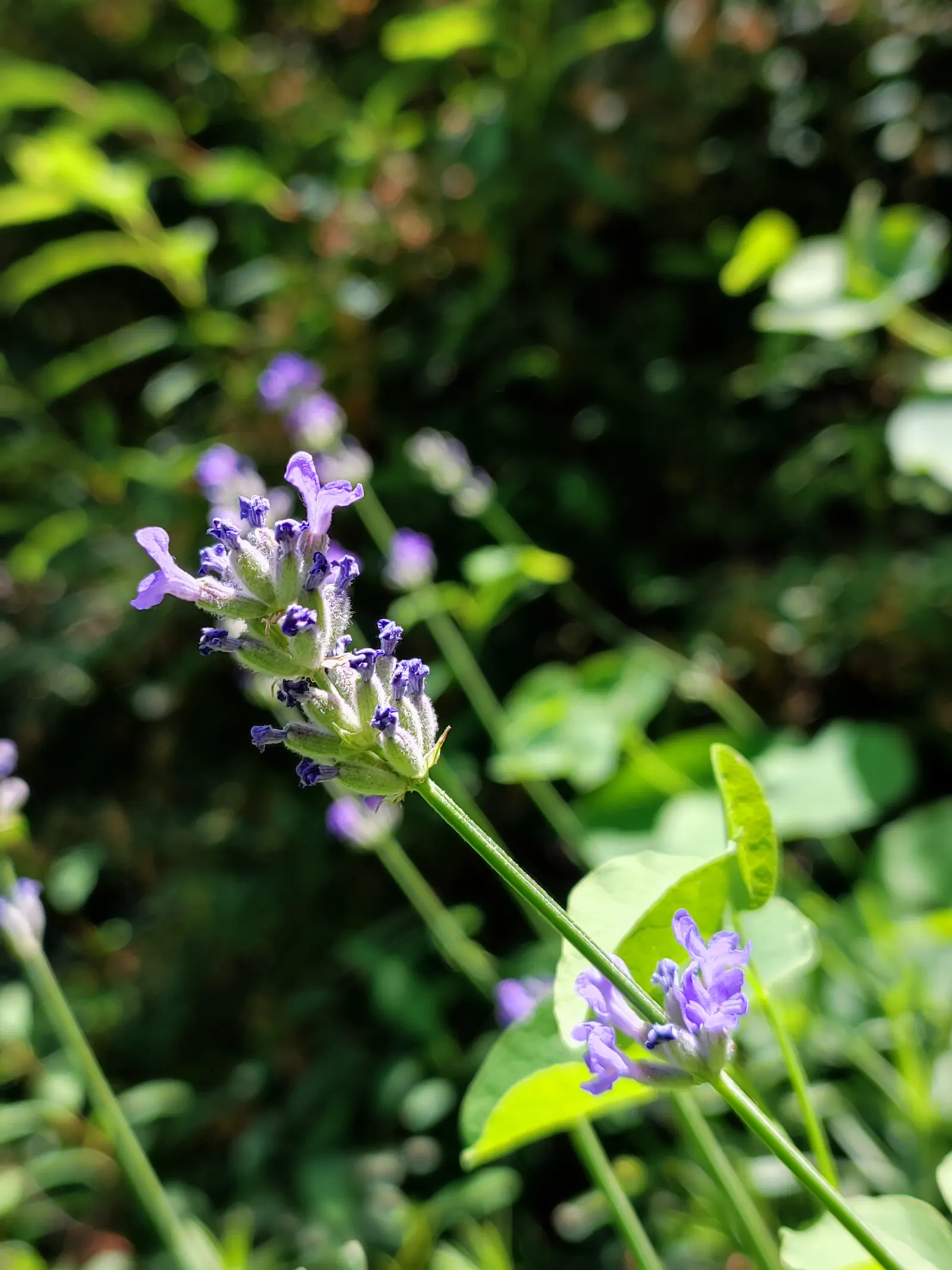 Lavender, Lavandin (Lavandula X Intermedia) — silvery-gray foliage and crowned with violet-blue flower spikes; lavandin attracts bees and butterflies while