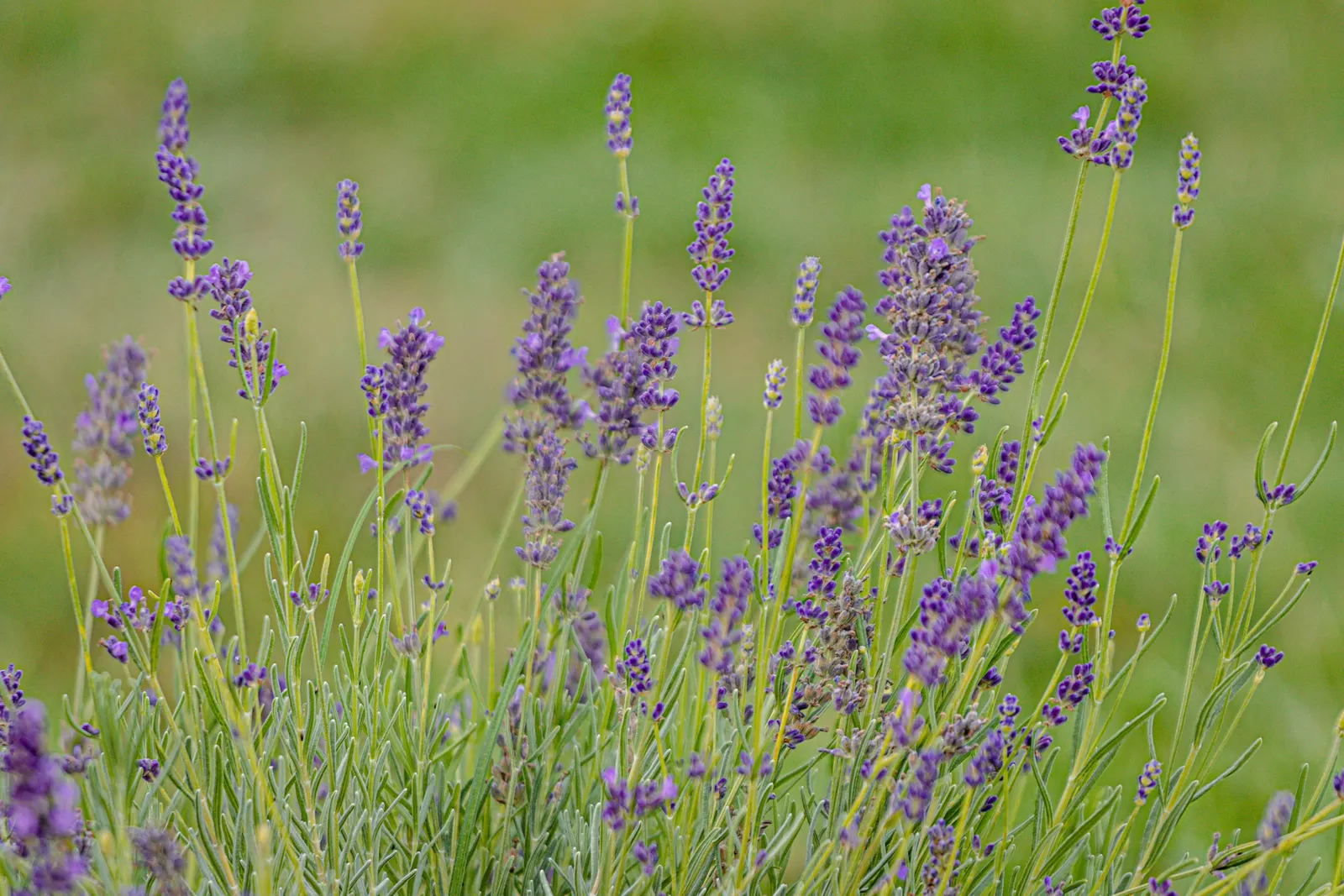 Lavender, Lavandin (Lavandula X Intermedia) — preferring full sun exposure to produce its best flower display; this sun-loving perennial thrives in