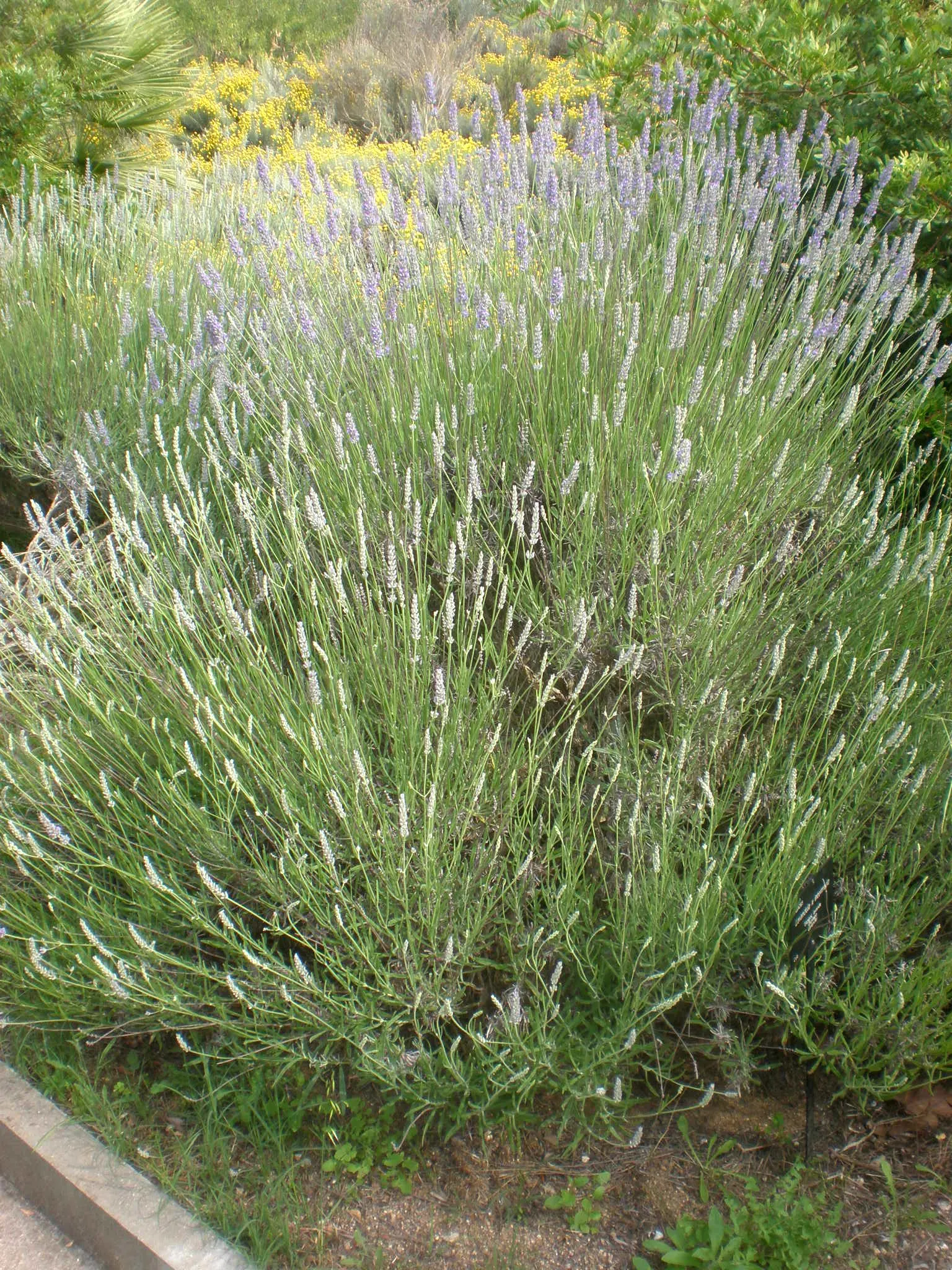 Lavender, Lavandin (Lavandula X Intermedia) — Ensure it is planted in well-drained soil with neutral to slightly alkaline pH