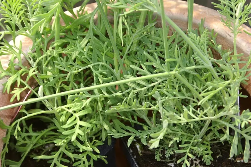 Lavender, Lavandin (Lavandula X Intermedia) — As an evergreen shrub in milder climates, Lavandin adds year-round structure to a landscape