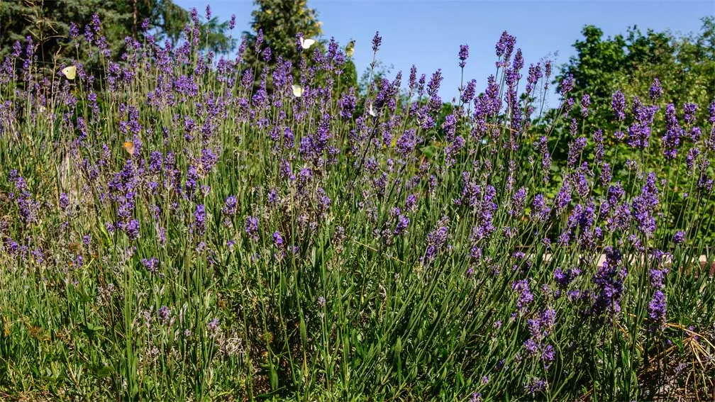 Lavender, Lavandin (Lavandula X Intermedia) — Lavandin forms a mound of silvery-green foliage; is a robust hybrid between English and Portuguese, image 59
