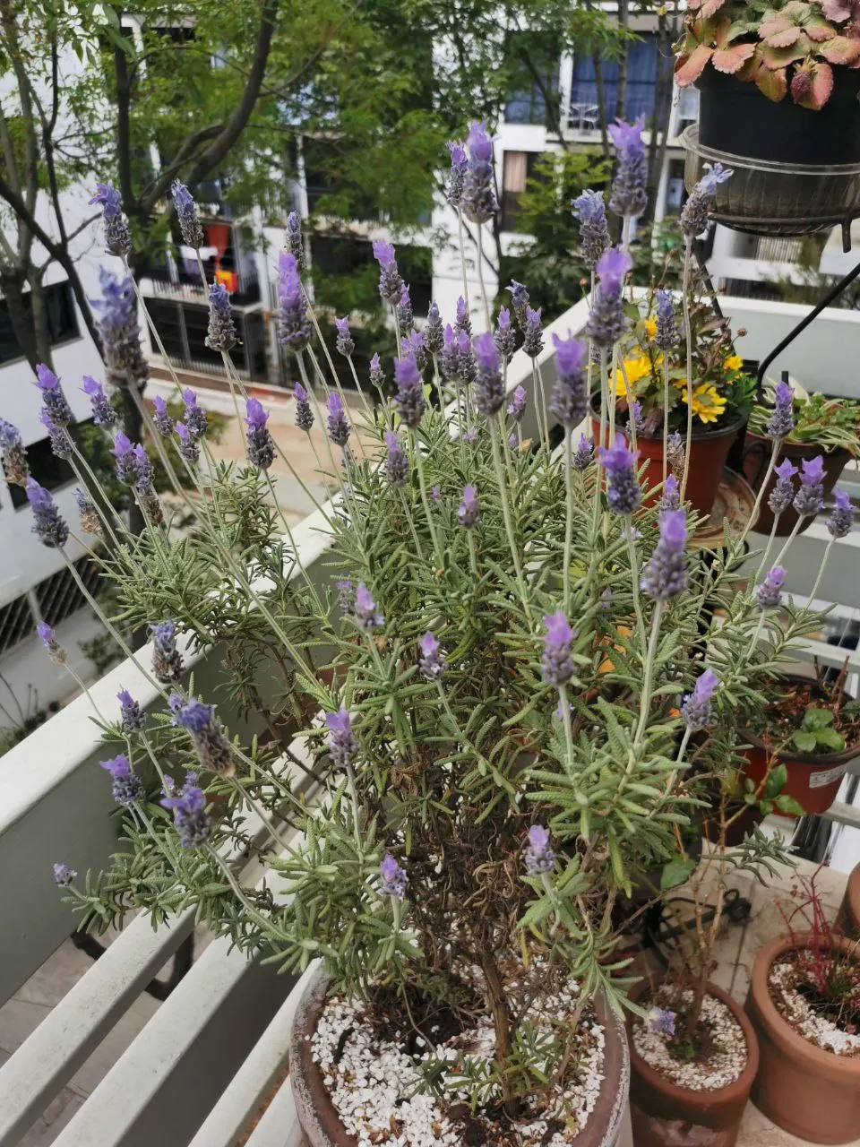 Lavender, Lavandin (Lavandula X Intermedia) — extending above the foliage; is a robust hybrid combining the best traits of its parents